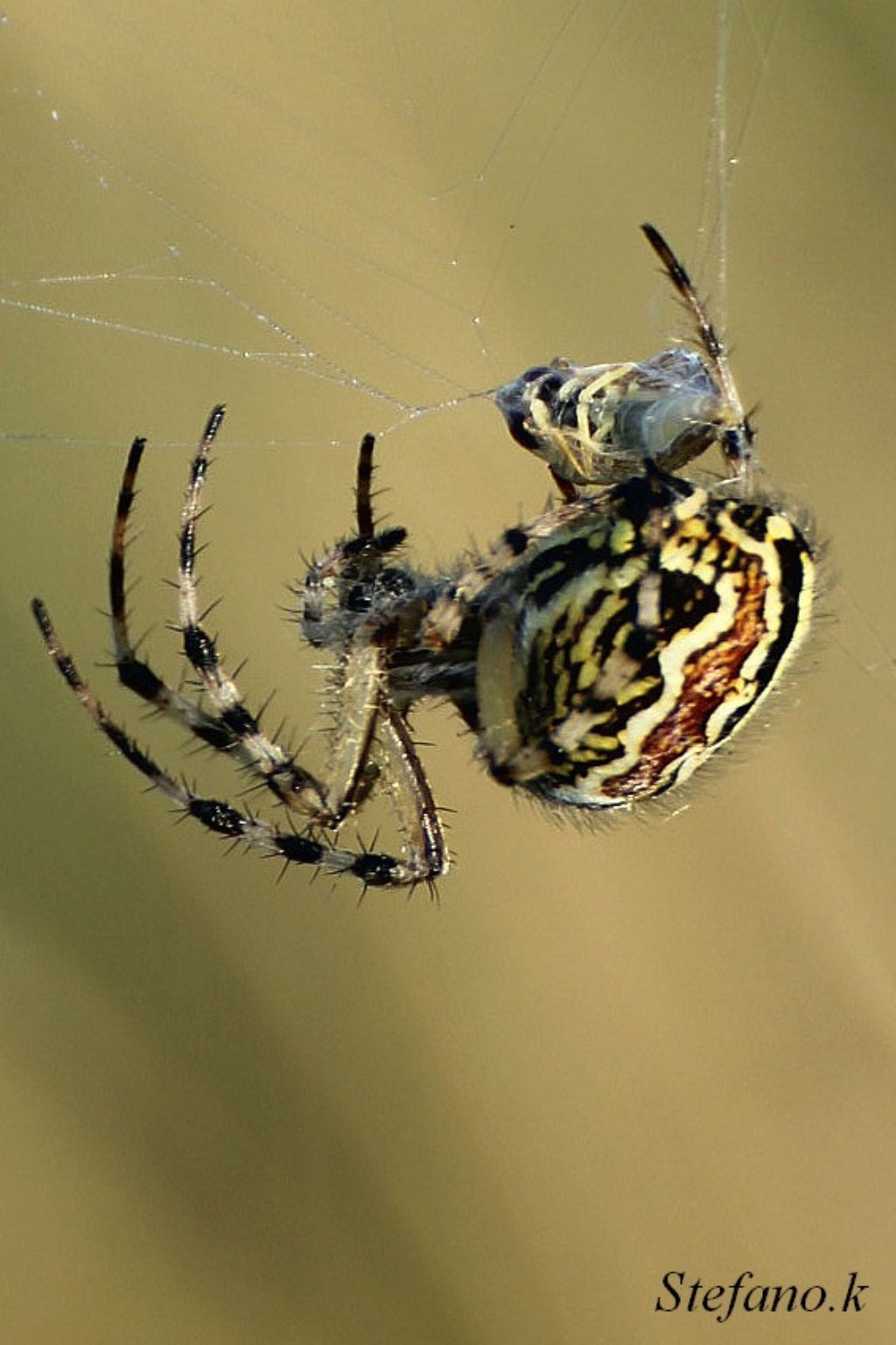 Aculepeira armida con preda! - Padriciano (TS)